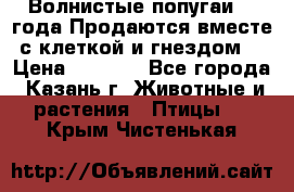 Волнистые попугаи, 2 года.Продаются вместе с клеткой и гнездом. › Цена ­ 2 800 - Все города, Казань г. Животные и растения » Птицы   . Крым,Чистенькая